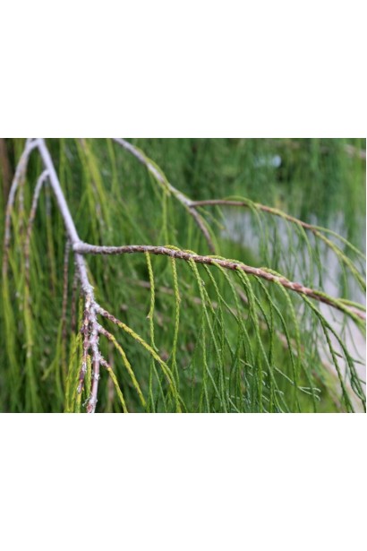 Довгі ниткоподібні пагони Кипарисовика Імбріката Пендула